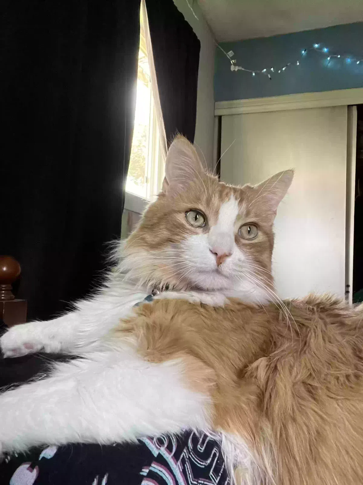 Lost cat in Santa Ana, CA, 92704