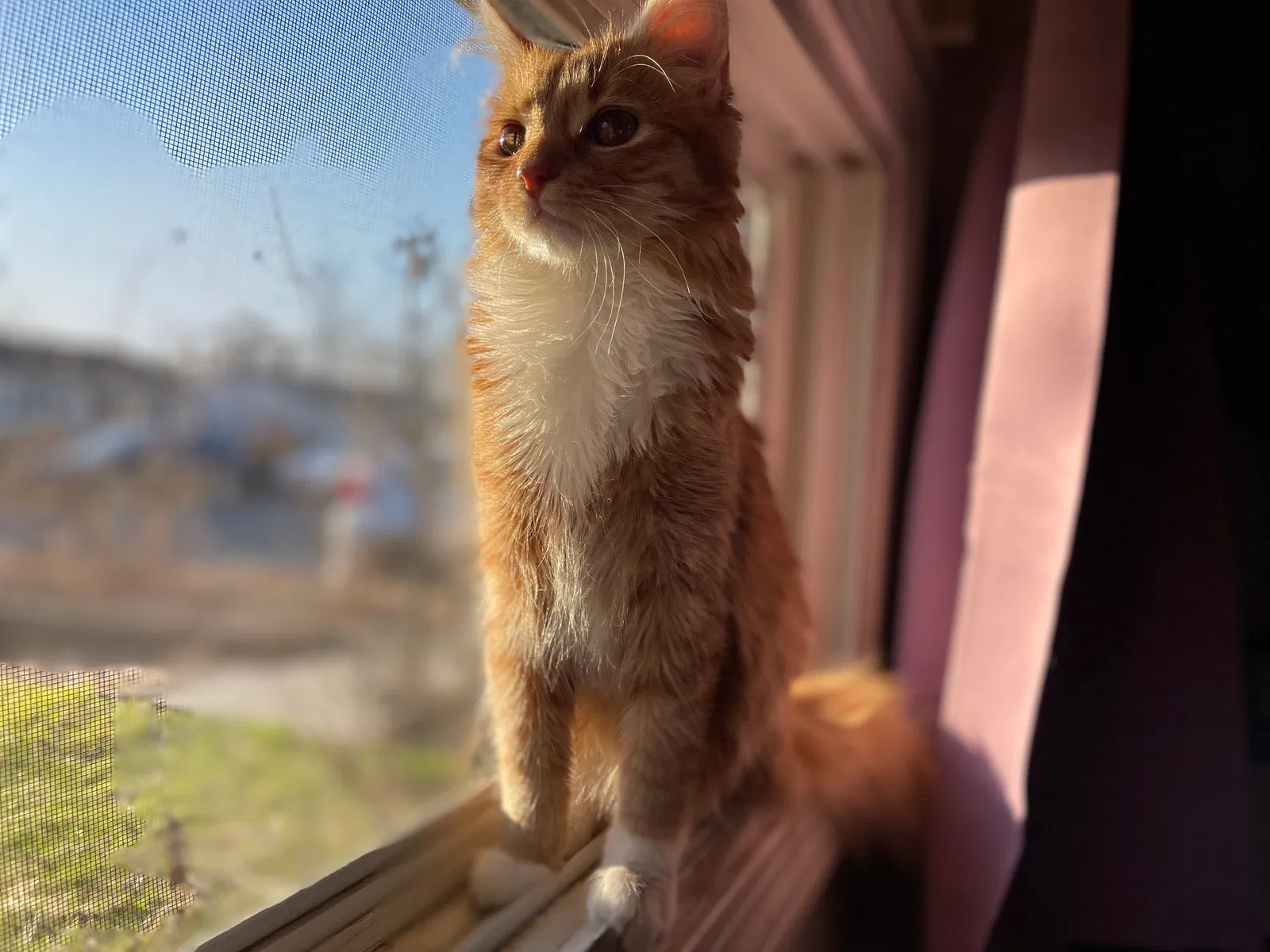 Lost cat in Danbury, CT, 6810