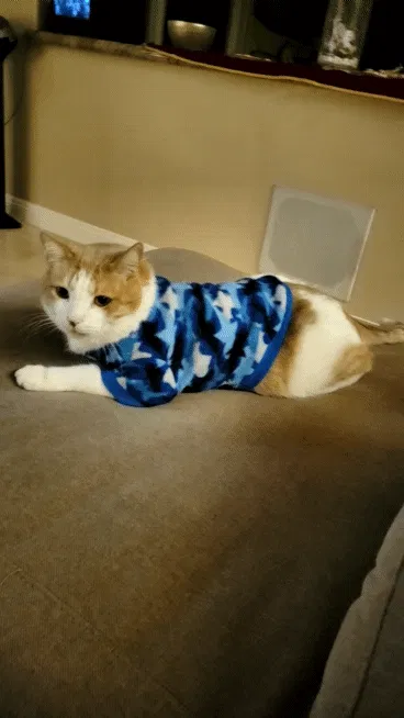Lost cat in Vista, CA, 92084