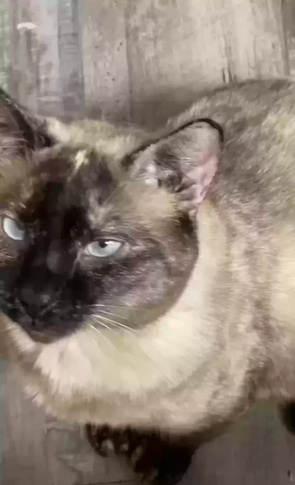 Lost cat in Denton, TX, 76210