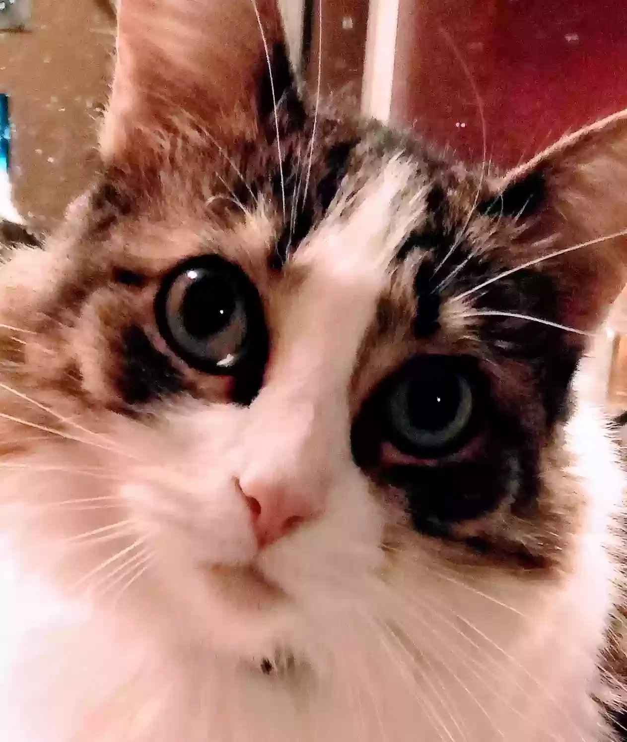 Lost cat in Palm Bay, FL, 32907