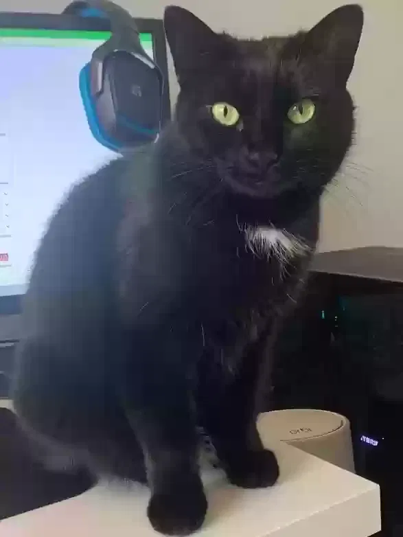 Lost cat in Santa Clara, CA, 95051