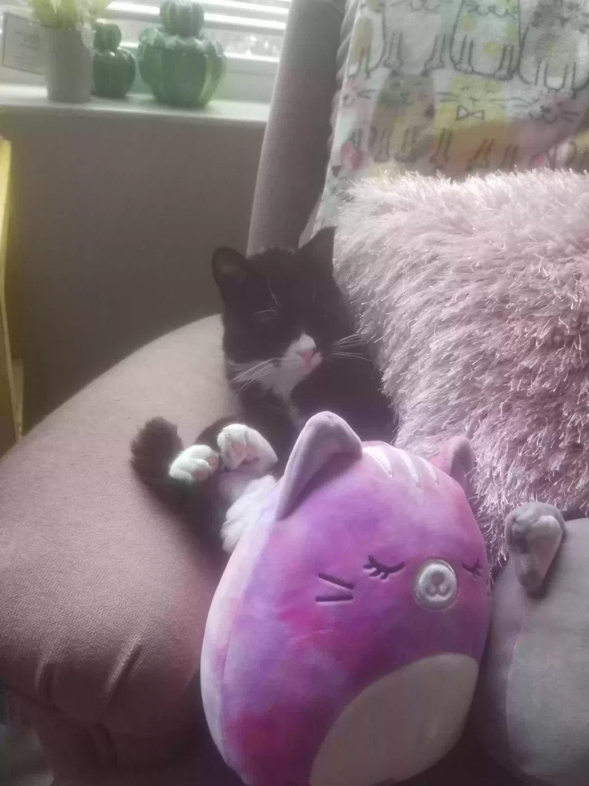 Lost cat in Saint Paul, MN, 55112