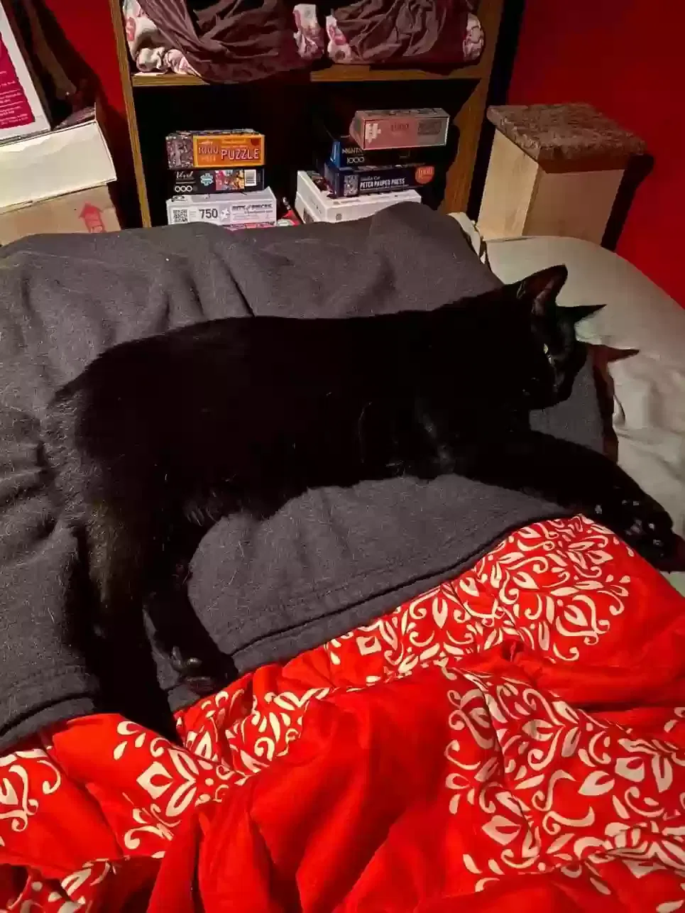Lost cat in Jenison, MI, 49428