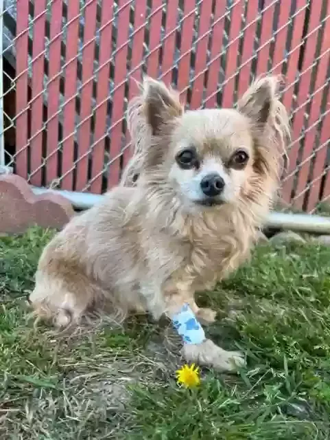 Lost dog in Las Vegas, NV, 89117