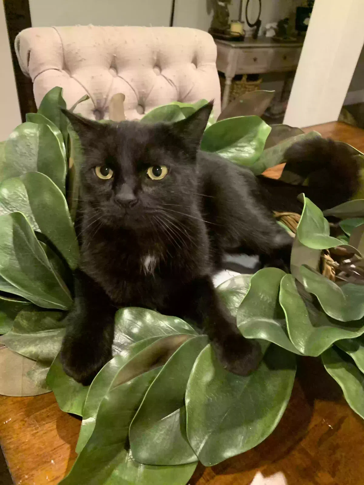 Lost cat in Mission Viejo, CA, 92691