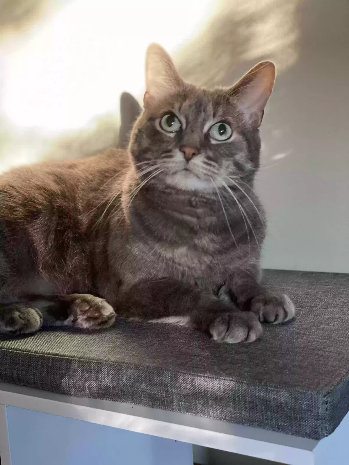 Lost cat in Grand Rapids, MI, 49504