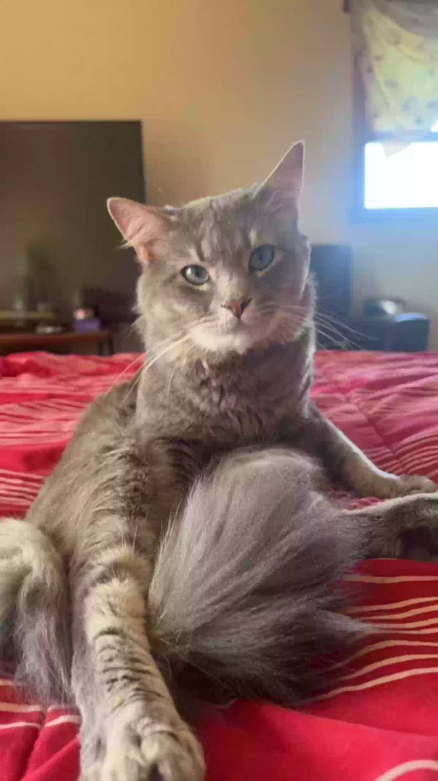 Lost cat in Minooka, IL, 60447