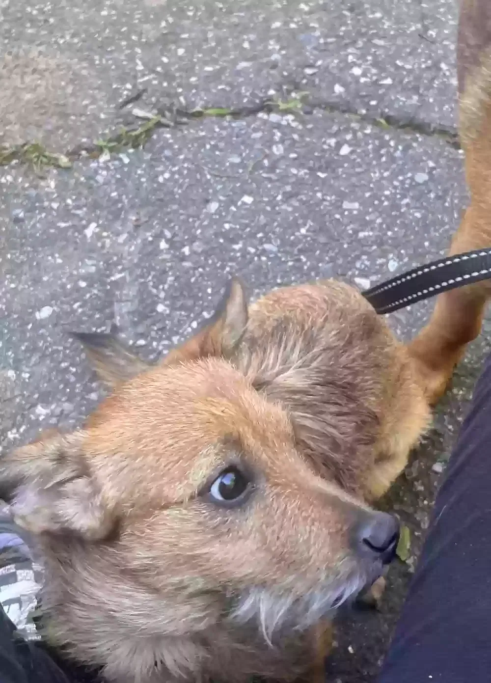 Lost dog in Dallas, NC, 28034