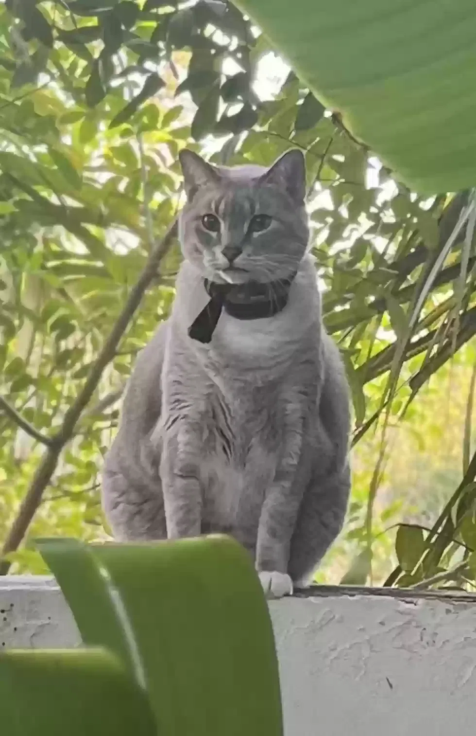 Lost cat in Pompano Beach, FL, 33067