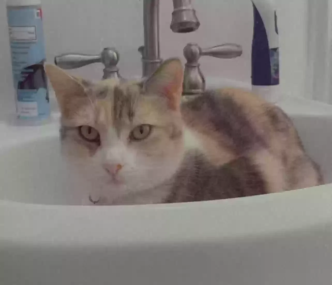 Lost cat in Kansas City, KS, 66102