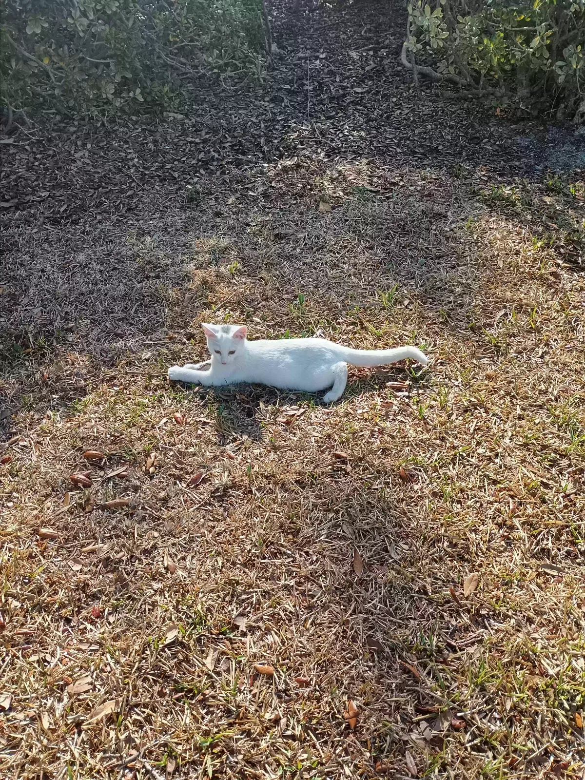 Lost cat in Tarpon Springs, FL, 34689