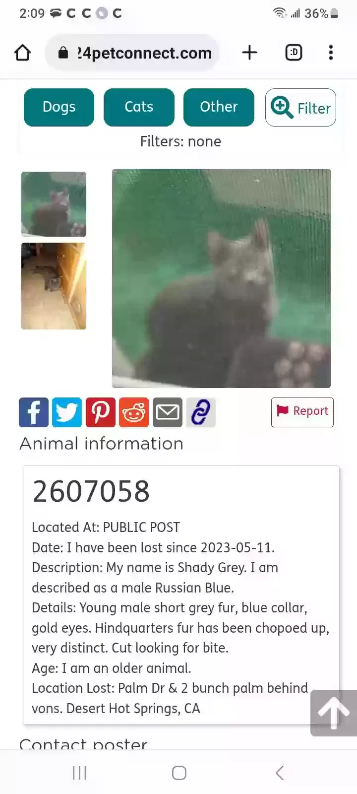 Lost cat in Desert Hot Springs, CA, 92240