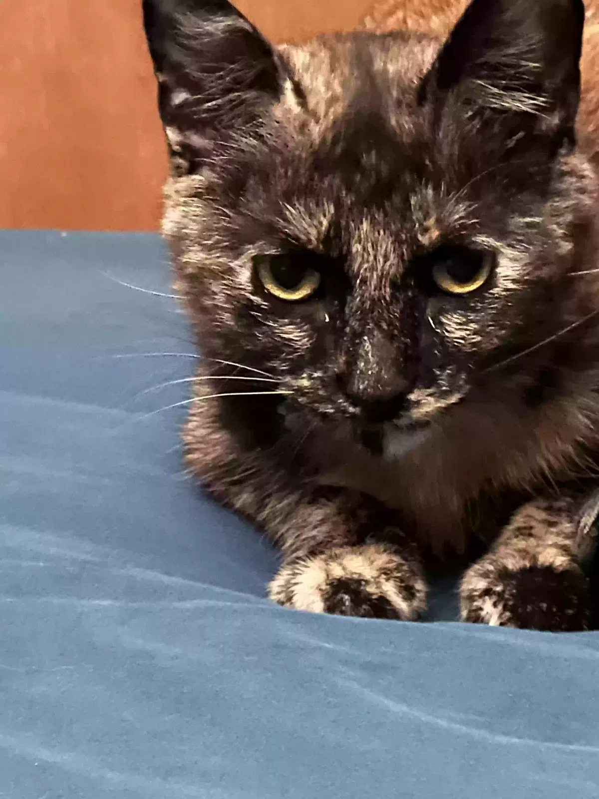 Lost cat in Las Vegas, NV, 89104