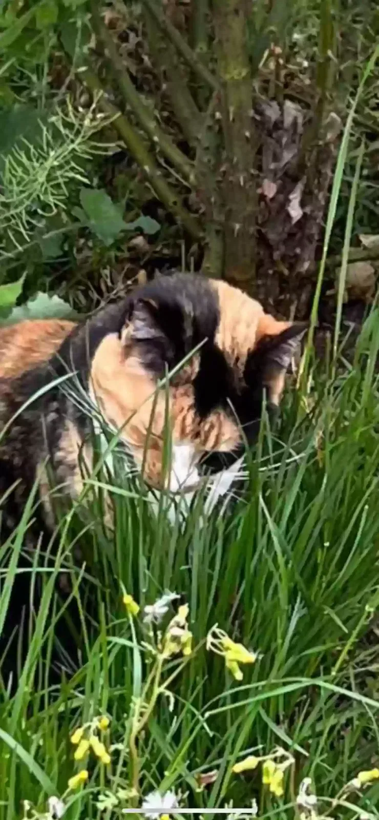 Found cat in Salem, OR, 97305