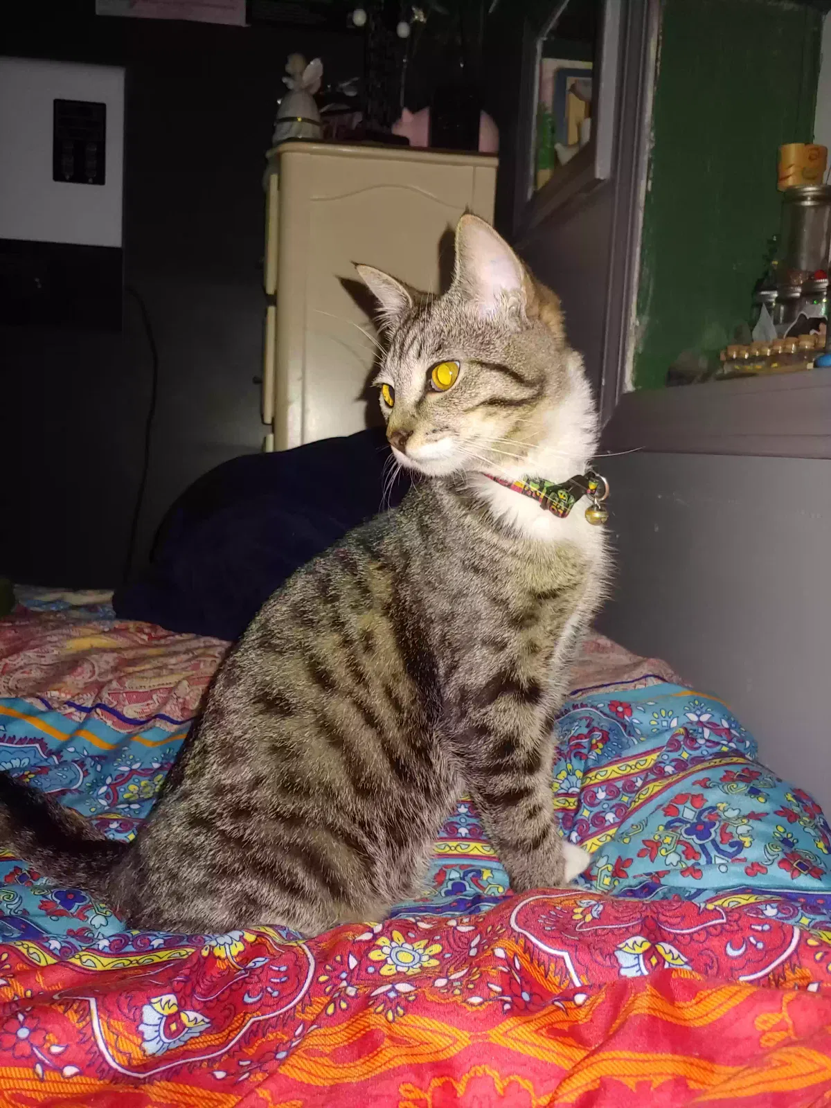 Lost cat in Summerville, SC, 29485
