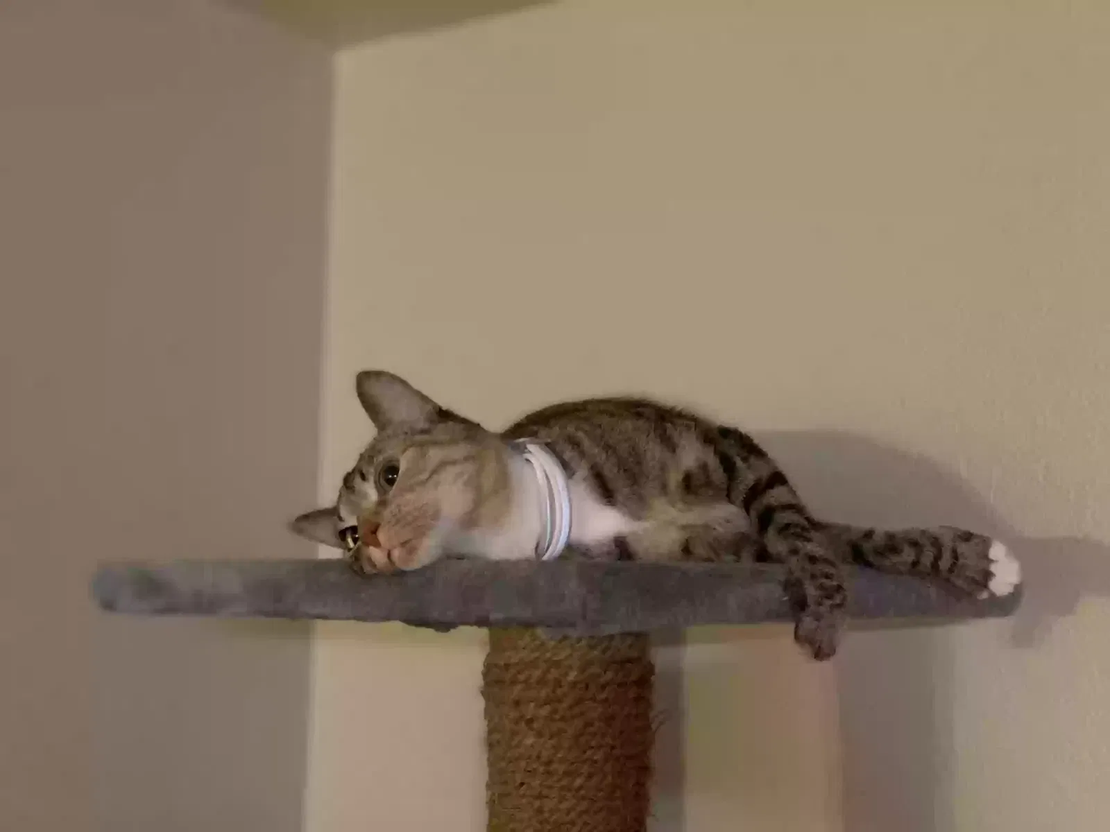 Lost cat in Citrus Heights, CA, 95621