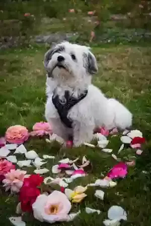 Lost dog in Salem, OR, 97317