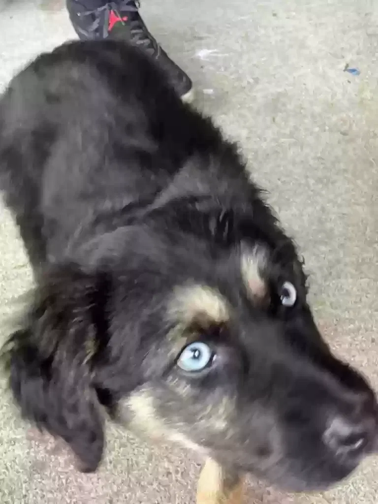 Lost dog in Portland, OR, 97222