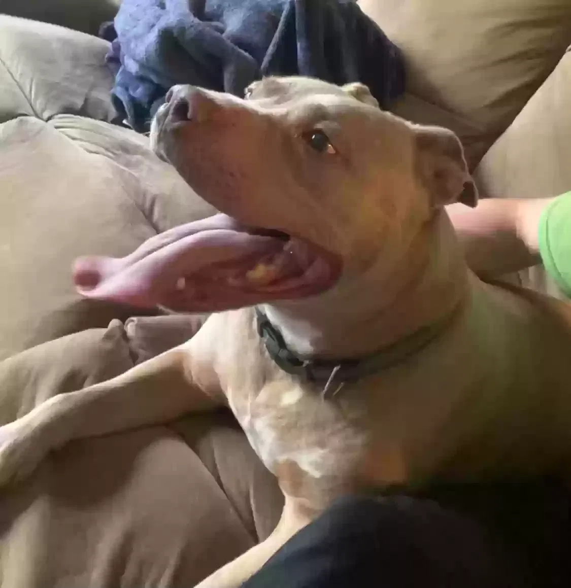 Found Dog