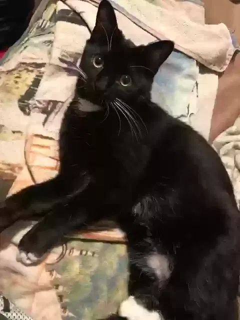 Lost cat in Ontario, CA, 91761