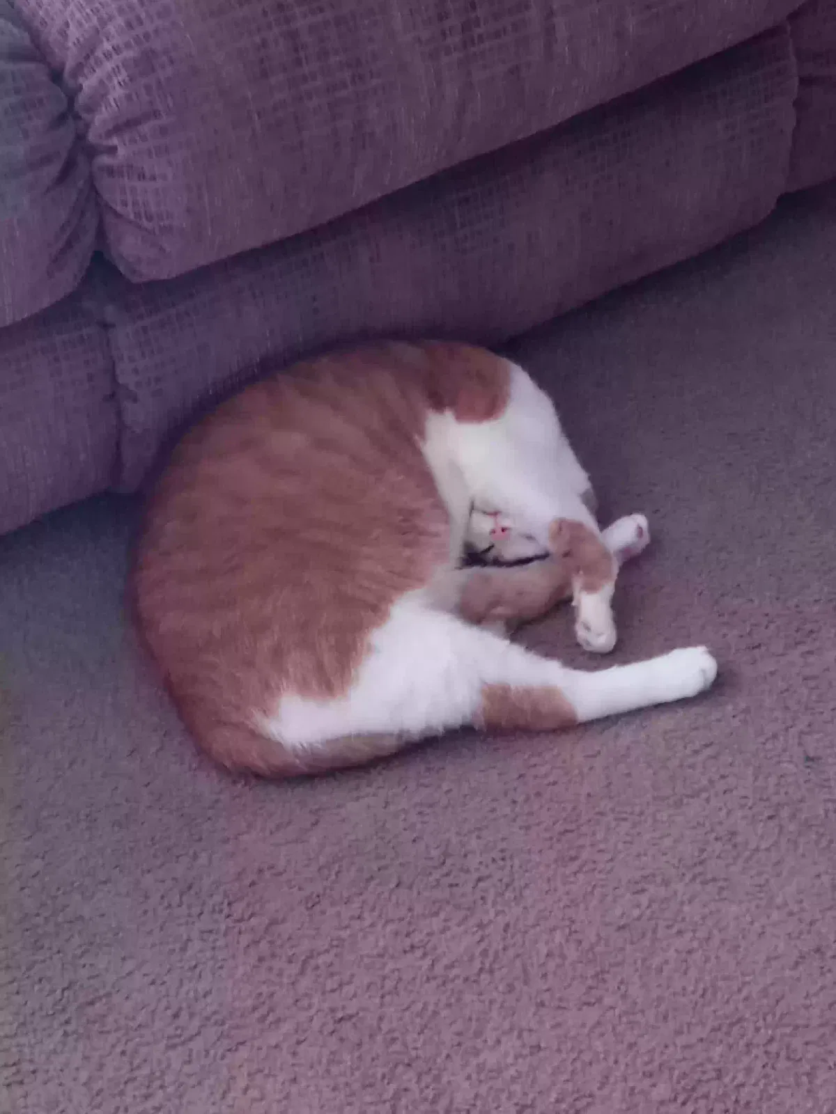 Lost cat in Muskegon, MI, 49442