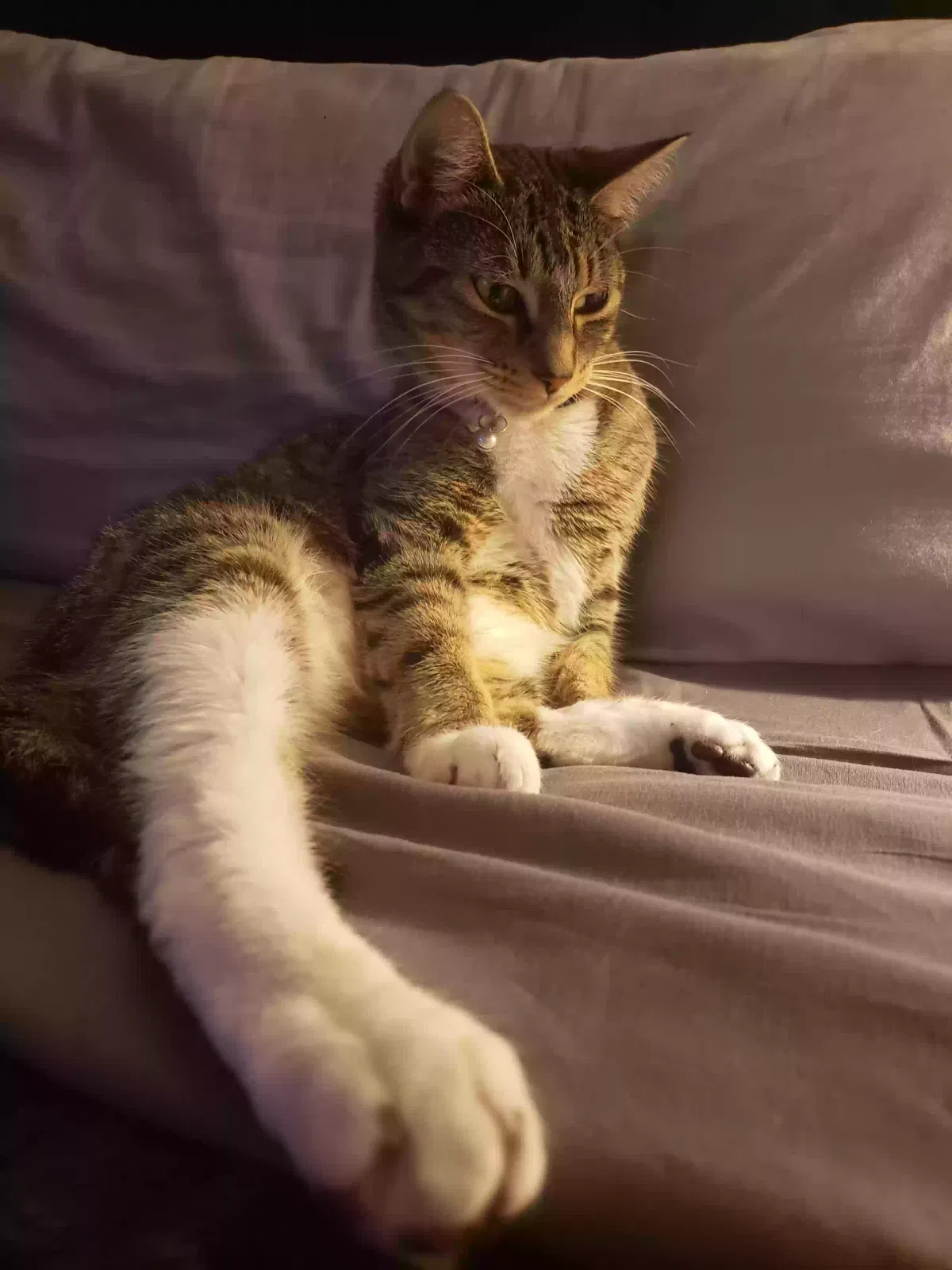 Lost cat in Pompano Beach, FL, 33065