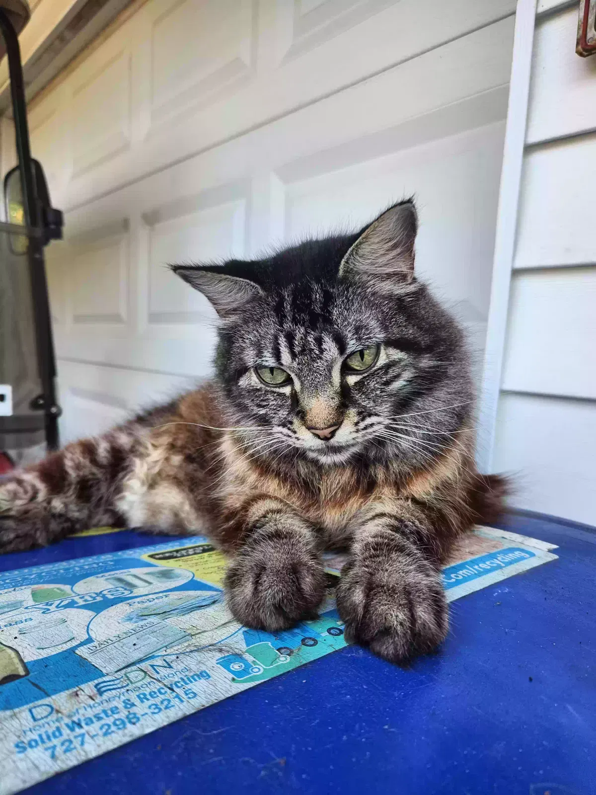 Lost cat in Dunedin, FL, 34698