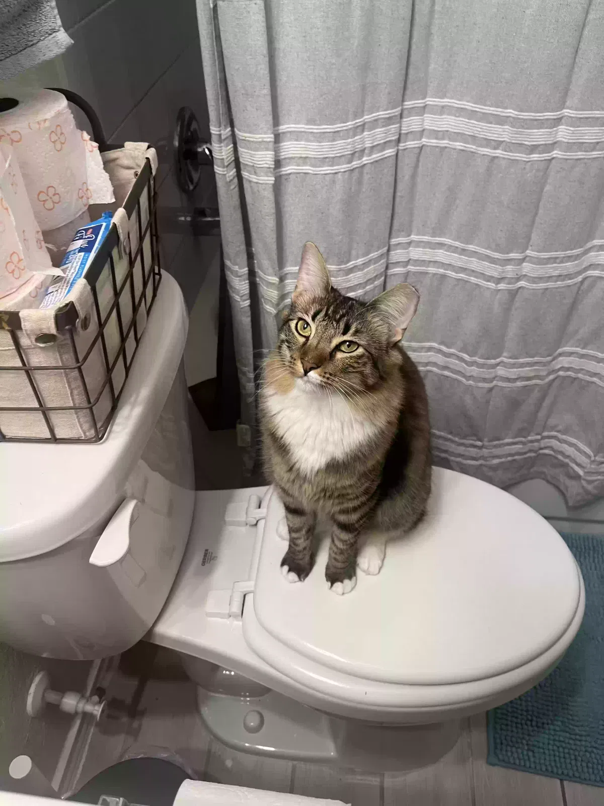 Lost cat in El Paso, TX, 79924
