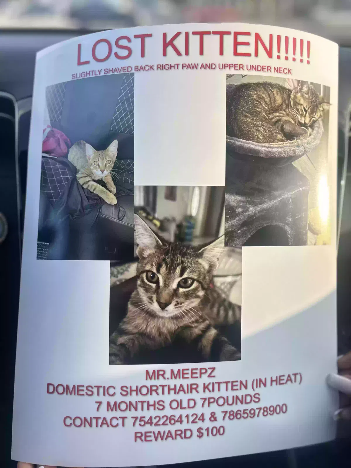 Lost cat in Hollywood, FL, 33023
