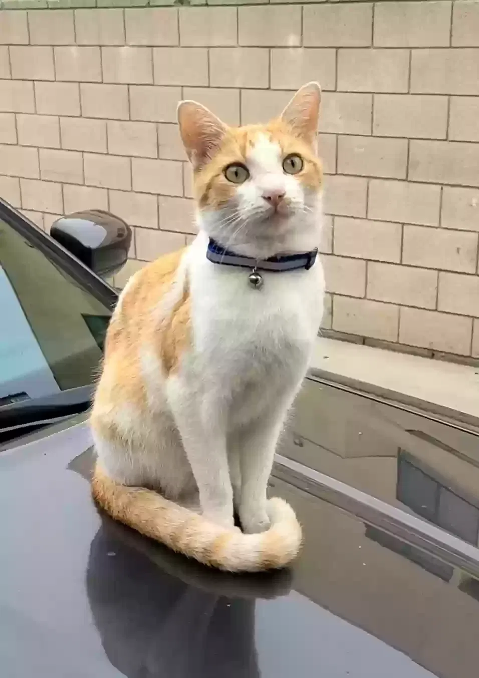 Lost cat in South El Monte, CA, 91733