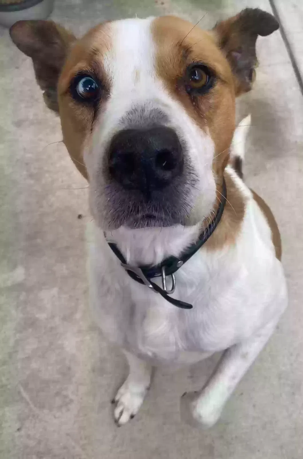 Lost dog in San Diego, CA, 92117