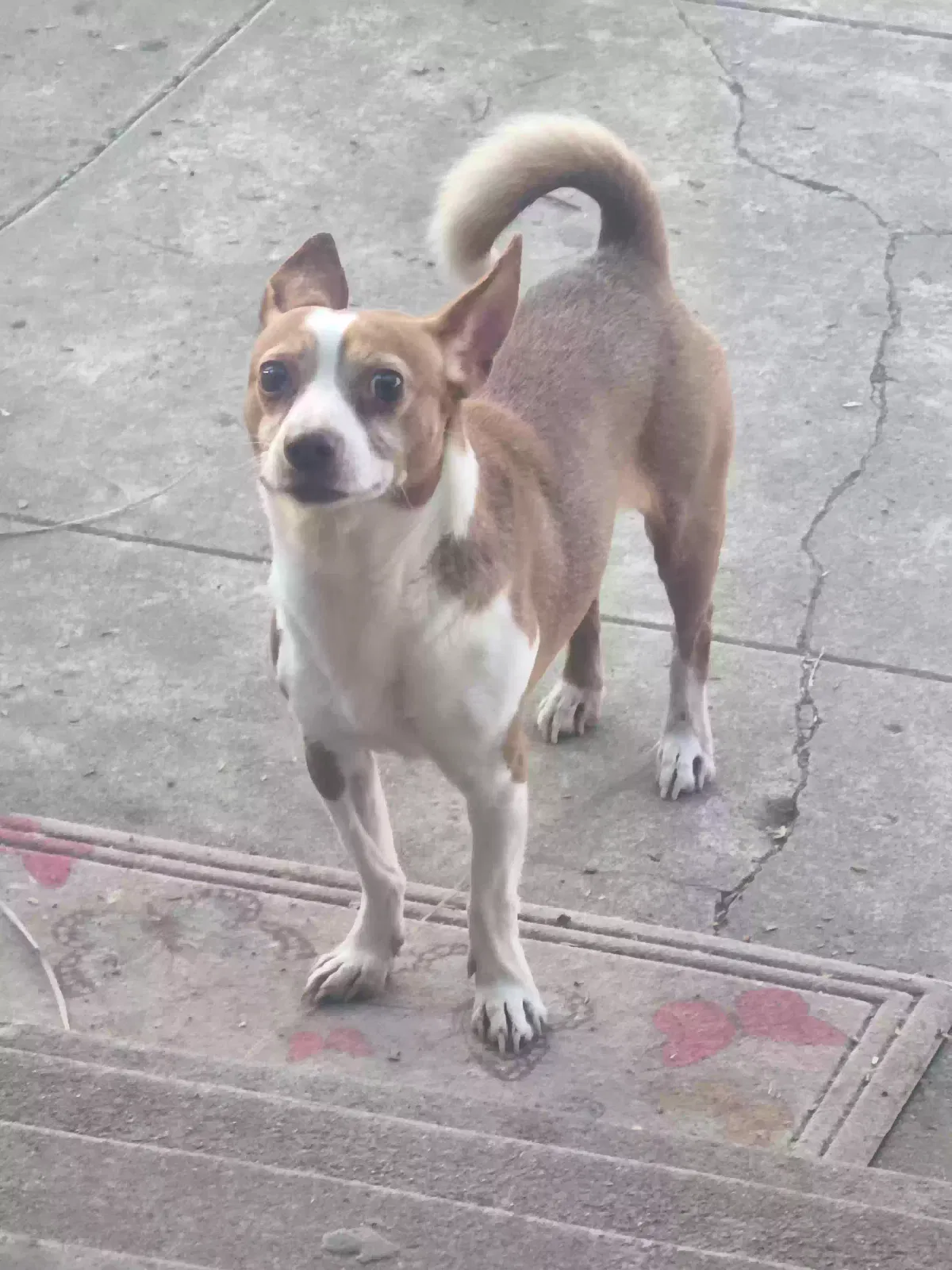 Lost dog in Lodi, CA, 95240