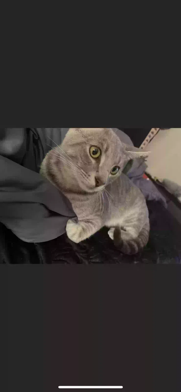 Lost cat in Staunton, VA, 24401