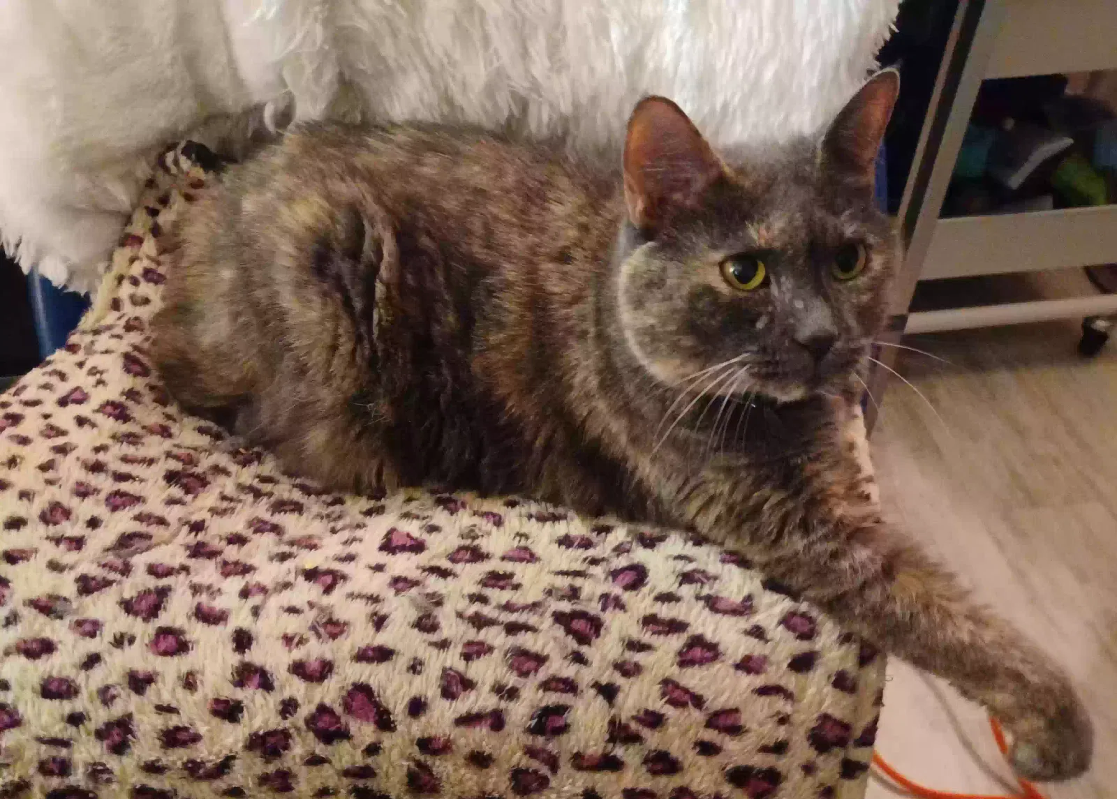 Lost cat in Minneapolis, MN, 55429