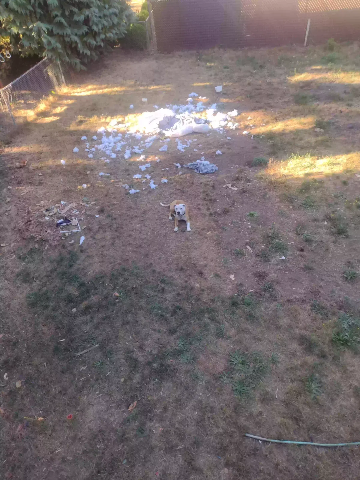 Lost dog in Lacey, WA, 98503