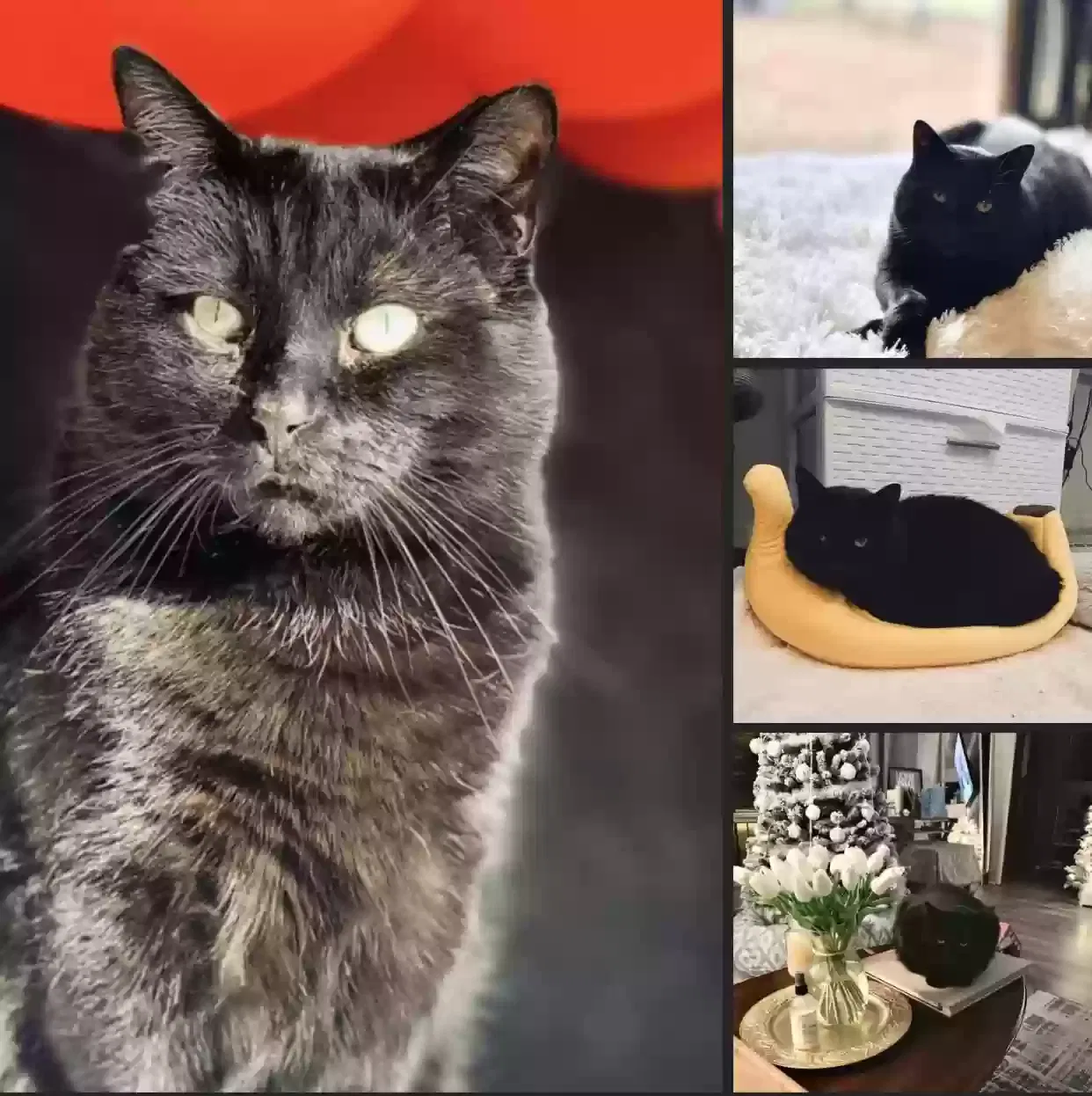 Lost cat in Niagara Falls, NY, 14304
