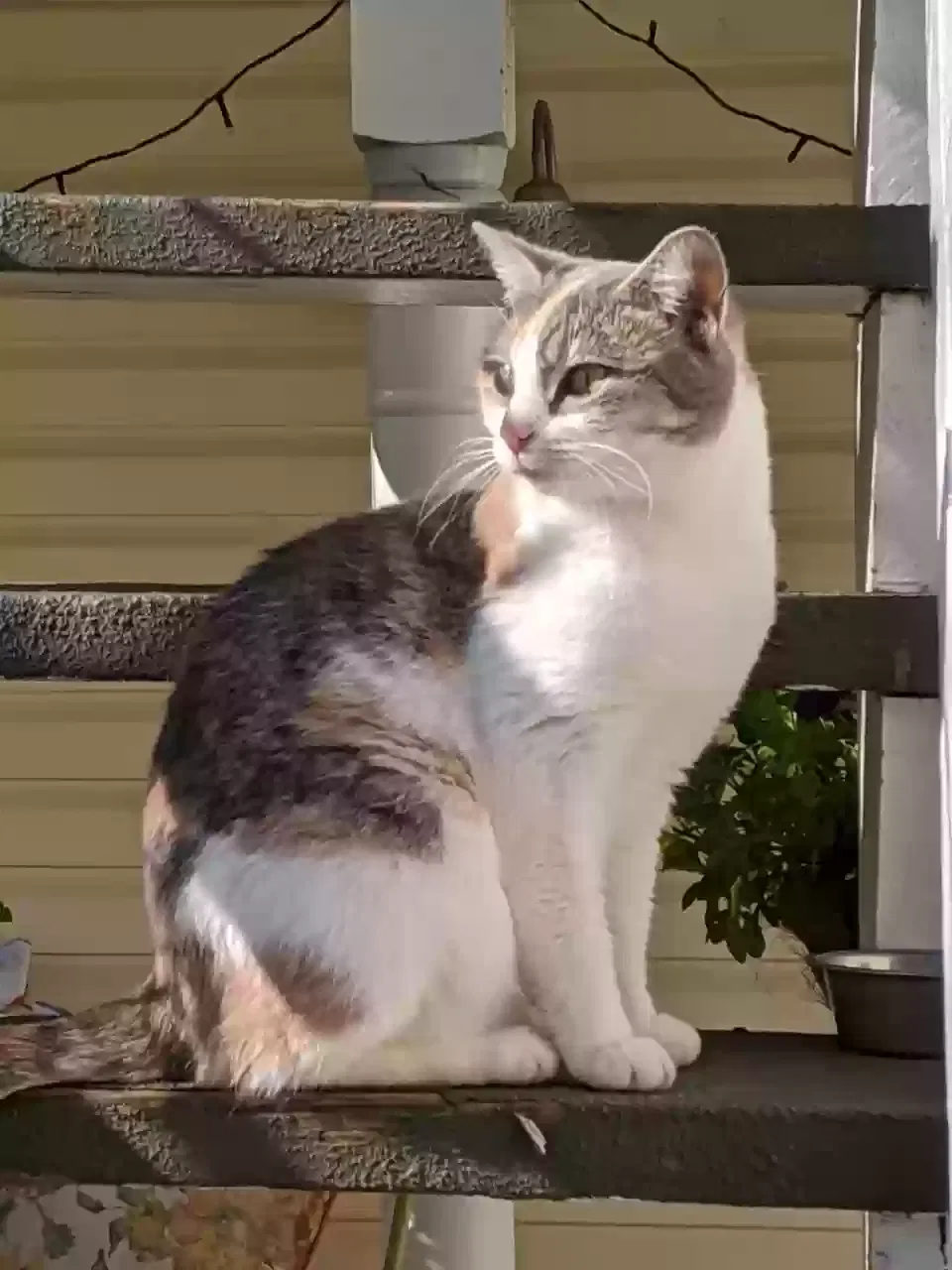 Lost cat in Lebanon, PA, 17042