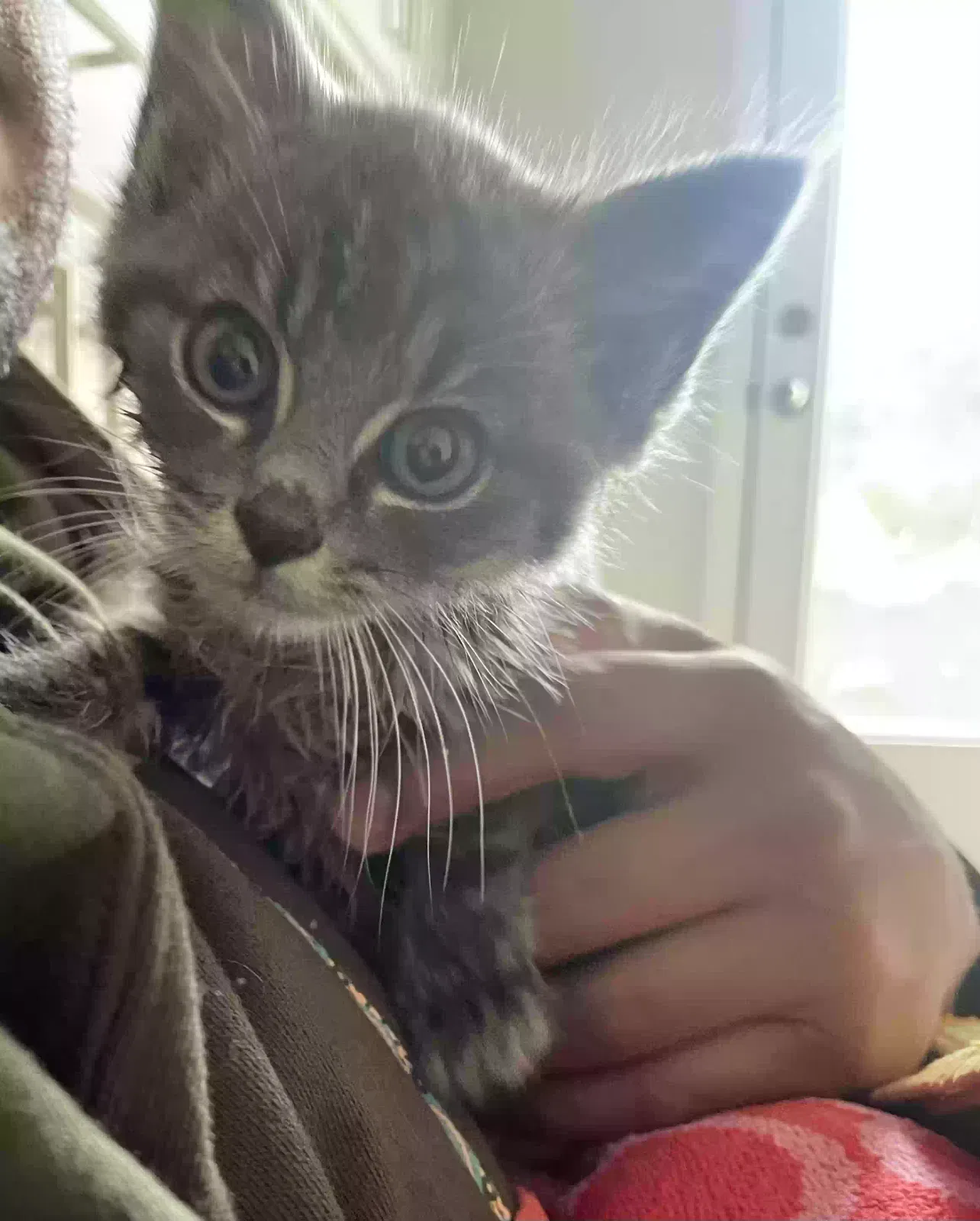 Found cat in Mebane, NC, 27302