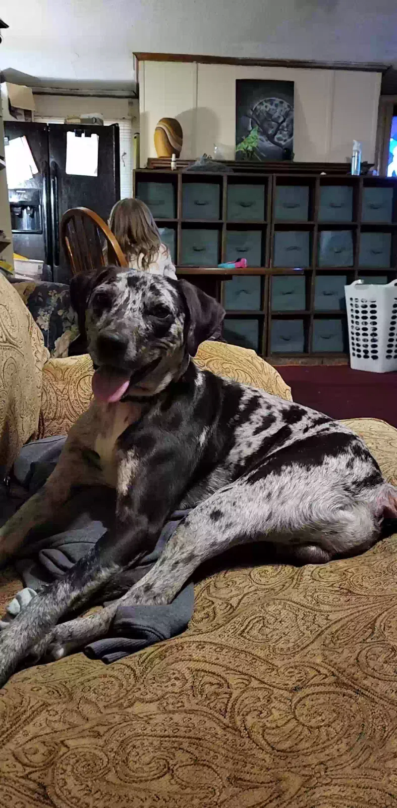 Lost dog in Gainesville, GA, 30507