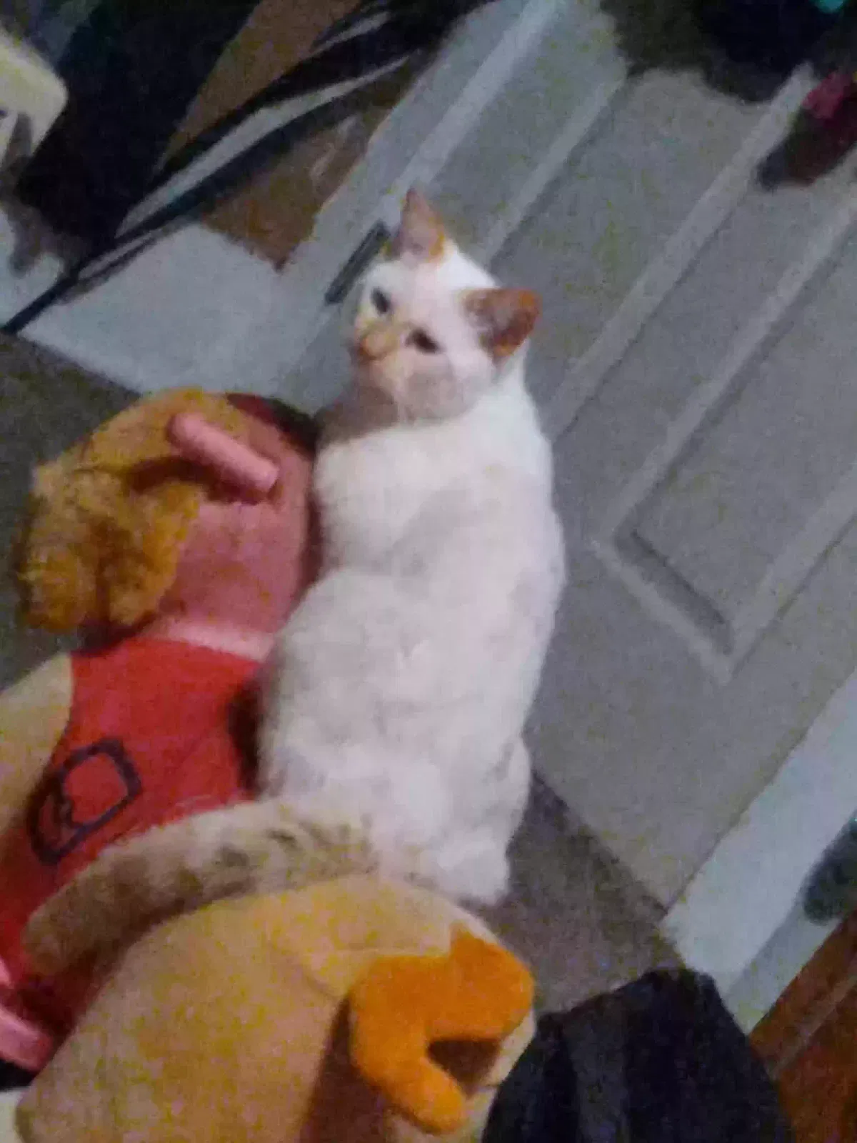 Lost cat in Lancaster, OH, 43130
