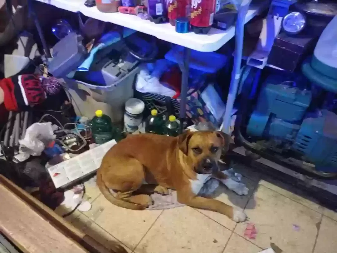 Lost dog in Haleyville, AL, 35565