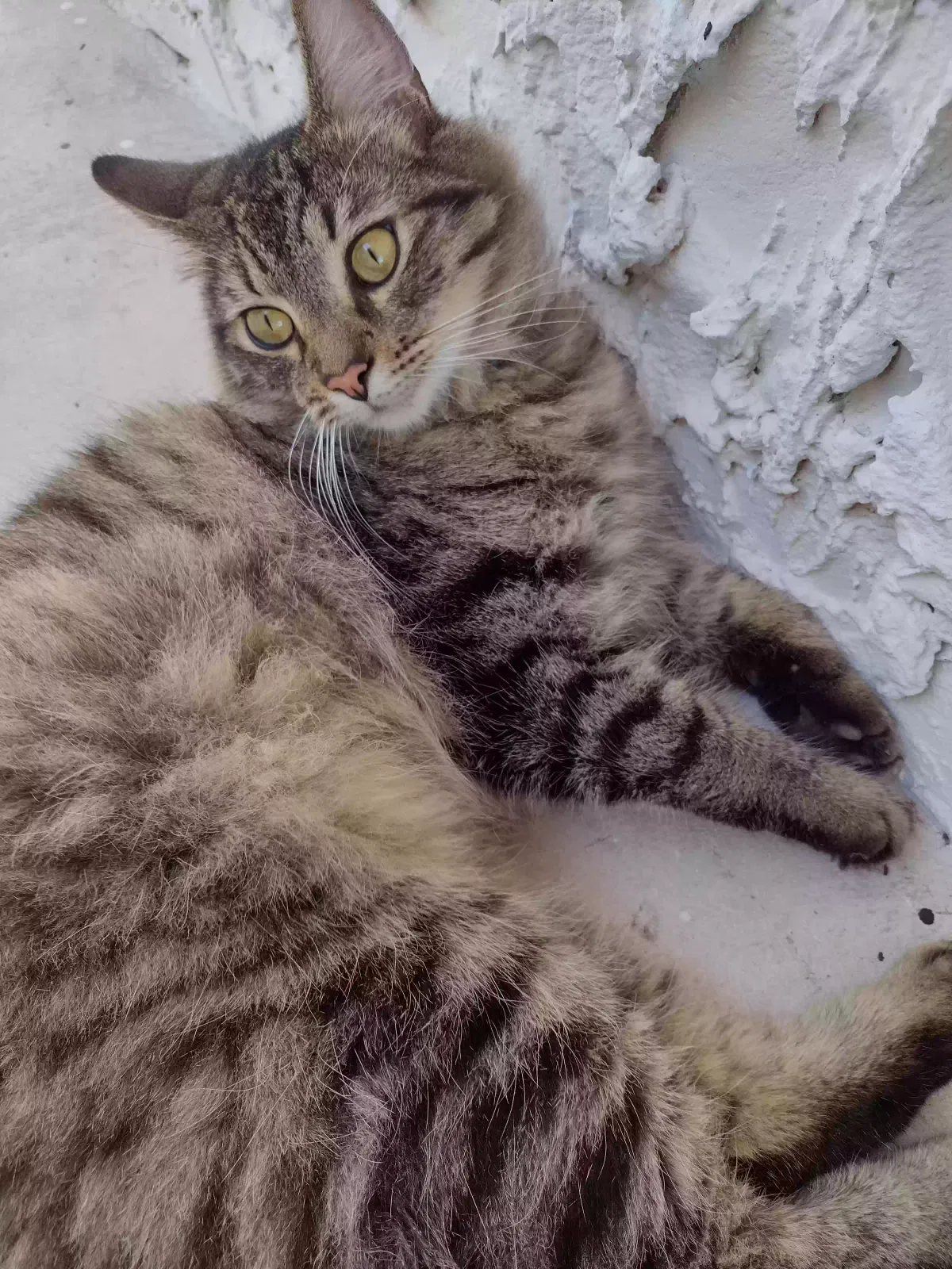 Lost cat in Miami, FL, 33176