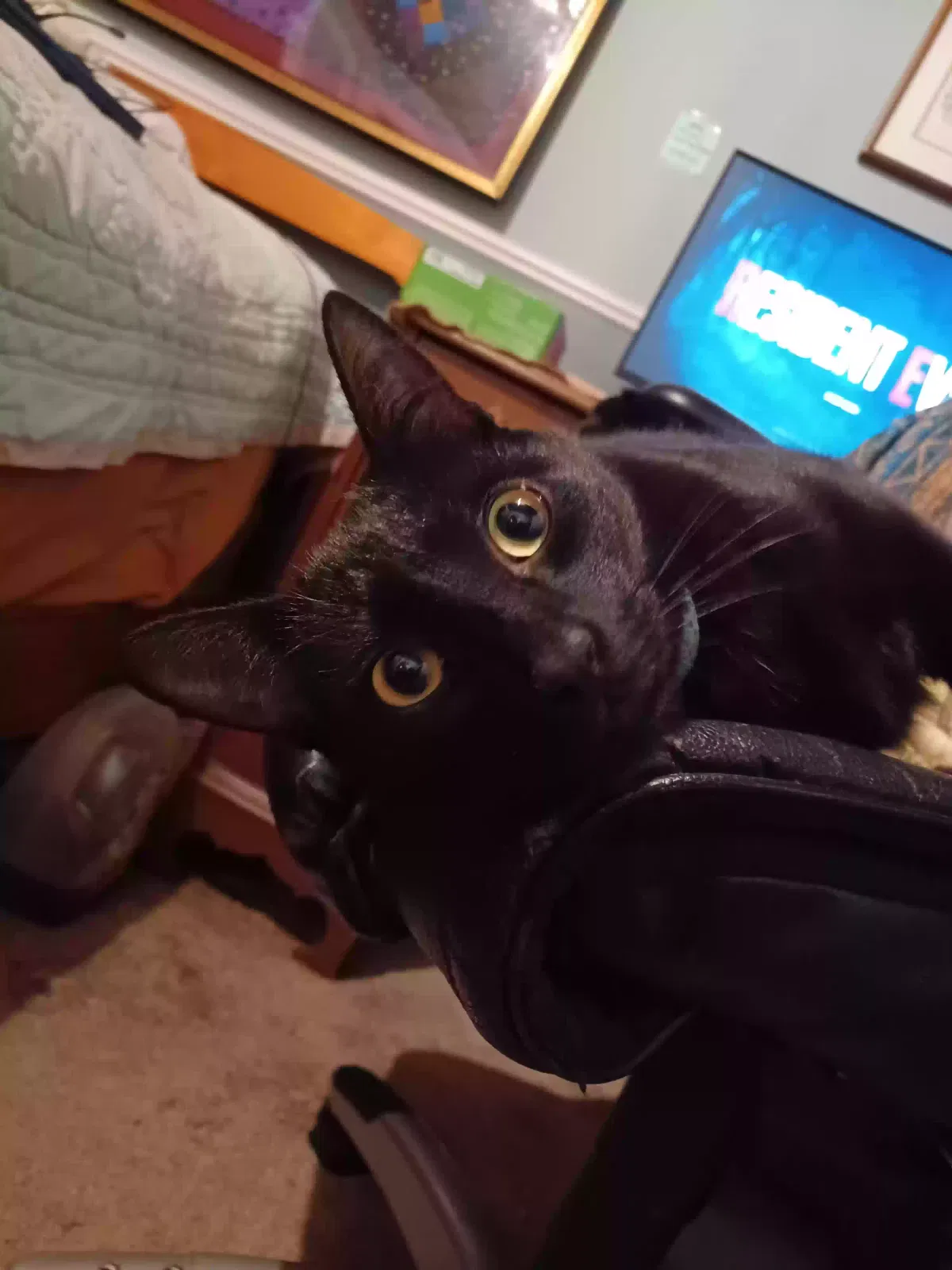Lost cat in Oak Harbor, WA, 98277