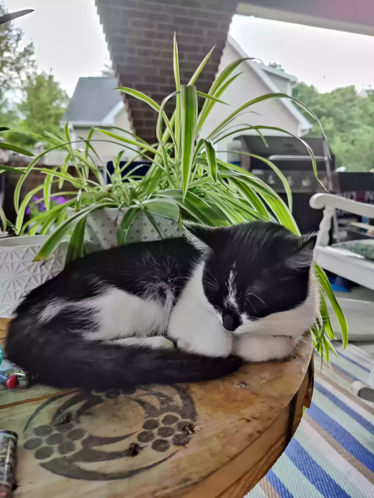 Found cat in Winston Salem, NC, 27103