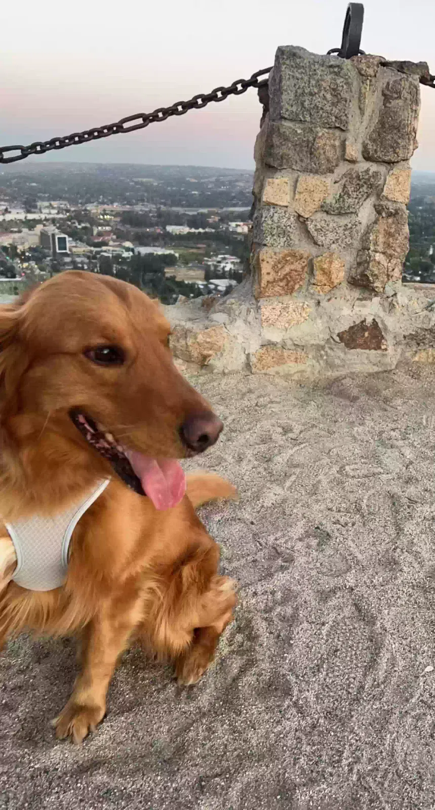 Lost dog in Bloomington, CA, 92316