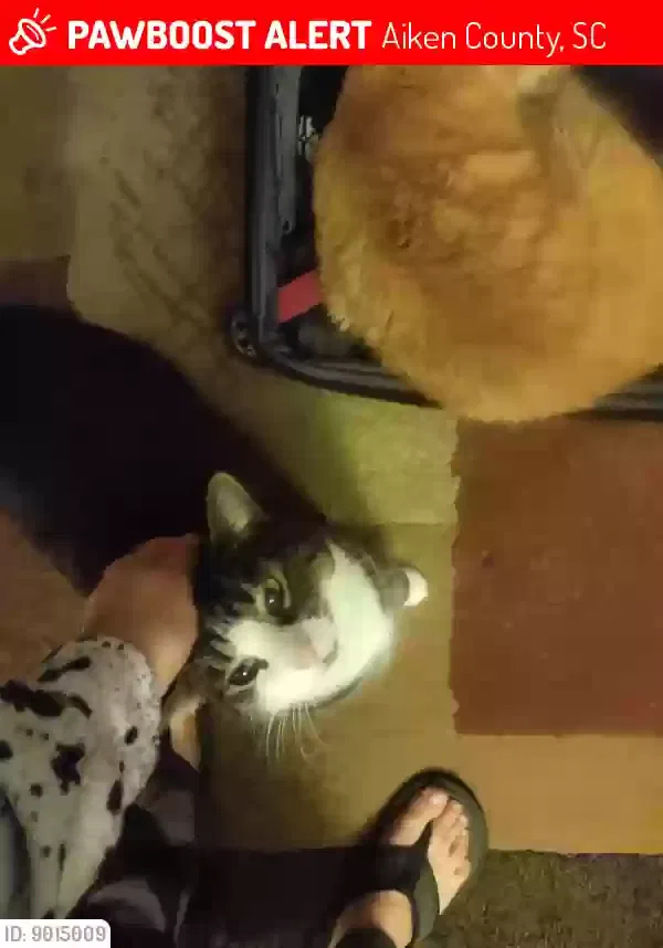 Lost cat in Beech Island, SC, 29842