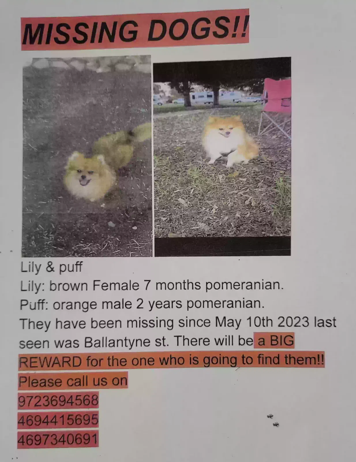 Lost dog in El Cajon, CA, 92020