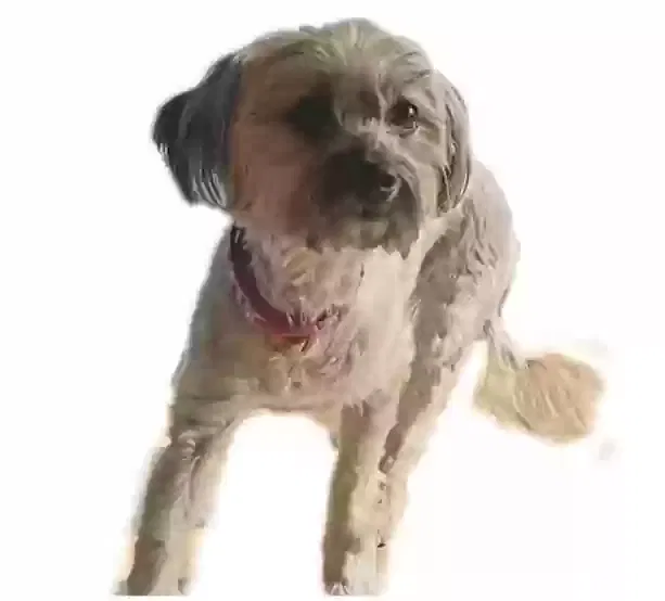 Lost dog in Venice, CA, 90291