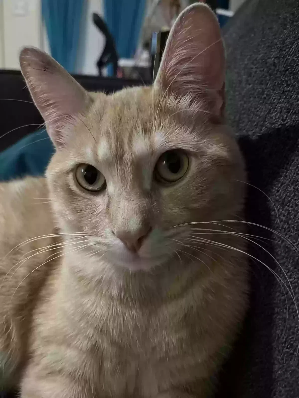 Lost cat in Santa Monica, CA, 90404